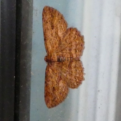 Ectropis excursaria (Common Bark Moth) at Kambah, ACT - 10 Dec 2019 by HarveyPerkins