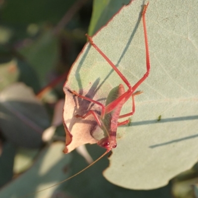 Caedicia simplex (Common Garden Katydid) at Cook, ACT - 19 Dec 2019 by CathB