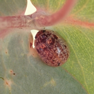 Paropsisterna m-fuscum (Eucalyptus Leaf Beetle) at Cook, ACT - 18 Dec 2019 by CathB