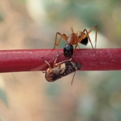 Eurymeloides adspersa (Gumtree hopper) at Cook, ACT - 18 Dec 2019 by CathB