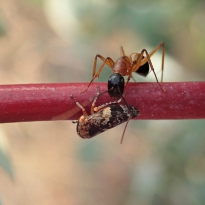 Eurymeloides adspersa (Gumtree hopper) at Cook, ACT - 19 Dec 2019 by CathB