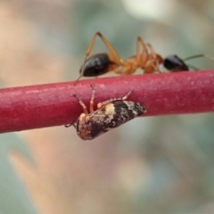 Eurymeloides adspersa at Cook, ACT - 19 Dec 2019