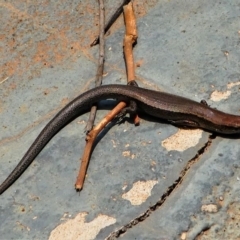 Lampropholis delicata (Delicate Skink) at Kambah, ACT - 8 Dec 2019 by HarveyPerkins