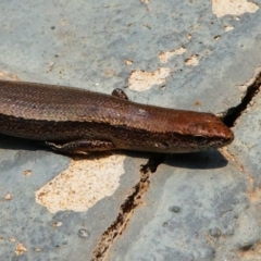 Lampropholis delicata at Kambah, ACT - 8 Dec 2019 12:50 PM