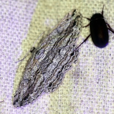 Scioglyptis chionomera (Grey Patch Bark Moth) at O'Connor, ACT - 18 Dec 2019 by ibaird