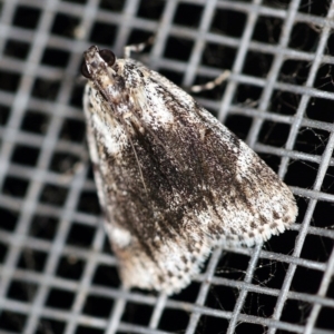 Spectrotrota fimbrialis at O'Connor, ACT - 18 Dec 2019 09:31 PM