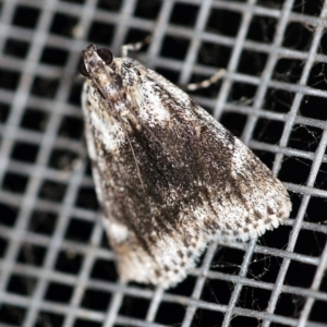 Spectrotrota fimbrialis at O'Connor, ACT - 18 Dec 2019