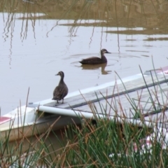 Anas superciliosa (Pacific Black Duck) at Wingecarribee Local Government Area - 21 Oct 2018 by JanHartog