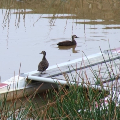 Anas superciliosa (Pacific Black Duck) at Wingecarribee Local Government Area - 21 Oct 2018 by JanHartog