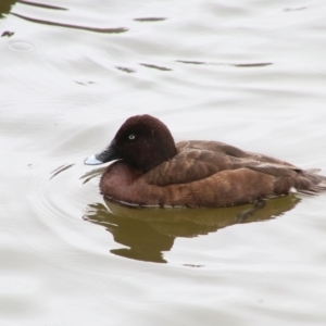 Aythya australis at Mittagong, NSW - 15 Oct 2018