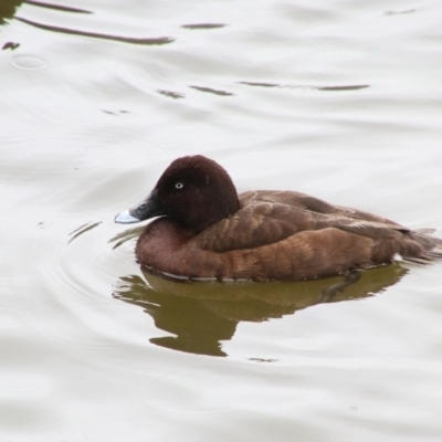 Aythya australis (Hardhead) at Mittagong - 14 Oct 2018 by JanHartog