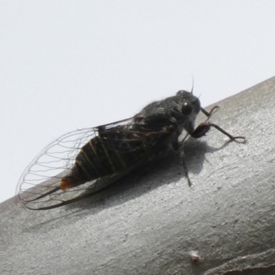 Atrapsalta furcilla (Southern Mountain Squeaker) at Tuggeranong DC, ACT - 30 Oct 2019 by owenh