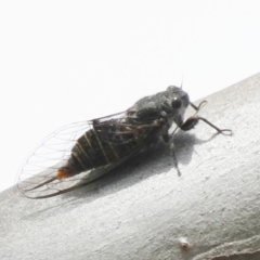 Atrapsalta furcilla at Tuggeranong DC, ACT - 30 Oct 2019