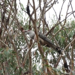 Scythrops novaehollandiae (Channel-billed Cuckoo) at Wingecarribee Local Government Area - 25 Oct 2017 by JanHartog