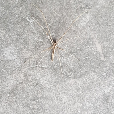 Asianopis sp. (genus) (Net-casting spider) at Eden, NSW - 21 Dec 2019 by Allan