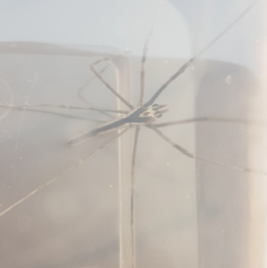 Asianopis sp. (genus) at Eden, NSW - 21 Dec 2019 06:51 PM