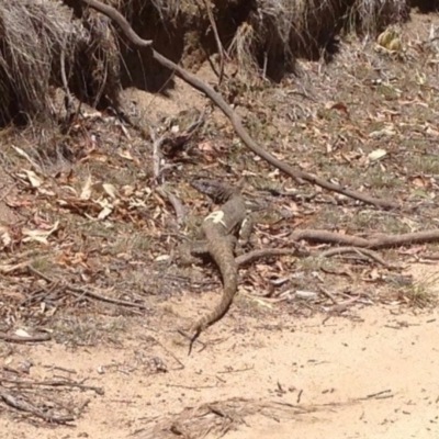 Varanus rosenbergi (Heath or Rosenberg's Monitor) at Namadgi National Park - 3 Dec 2019 by KMcCue