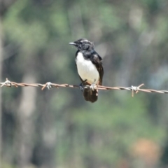 Rhipidura leucophrys (Willie Wagtail) at Woodlands, NSW - 12 Jan 2017 by JanHartog