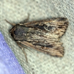 Dasygaster padockina (Tasmanian Cutworm) at O'Connor, ACT - 18 Dec 2019 by ibaird