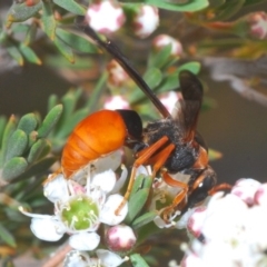 Pseudabispa bicolor (A potter wasp) at Molonglo River Reserve - 20 Dec 2019 by Harrisi