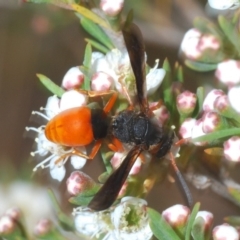 Pseudabispa bicolor at Molonglo River Reserve - 20 Dec 2019 05:59 PM