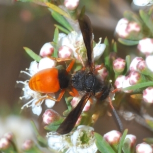 Pseudabispa bicolor at Molonglo River Reserve - 20 Dec 2019