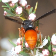 Pseudabispa bicolor at Molonglo River Reserve - 20 Dec 2019