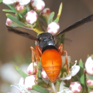 Pseudabispa bicolor at Molonglo River Reserve - 20 Dec 2019