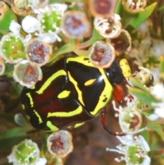 Eupoecila australasiae (Fiddler Beetle) at Denman Prospect, ACT - 20 Dec 2019 by Harrisi