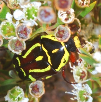 Eupoecila australasiae (Fiddler Beetle) at Denman Prospect, ACT - 20 Dec 2019 by Harrisi