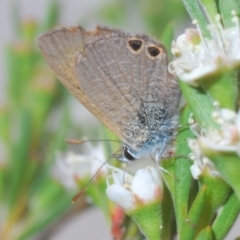 Nacaduba biocellata (Two-spotted Line-Blue) at Molonglo River Reserve - 20 Dec 2019 by Harrisi