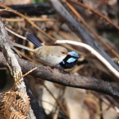 Malurus cyaneus (Superb Fairywren) at Alpine, NSW - 28 Oct 2017 by JanHartog