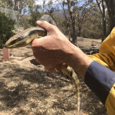 Tiliqua scincoides scincoides (Eastern Blue-tongue) at Illilanga & Baroona - 23 Nov 2019 by Illilanga