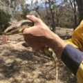 Tiliqua scincoides scincoides at Michelago, NSW - 23 Nov 2019