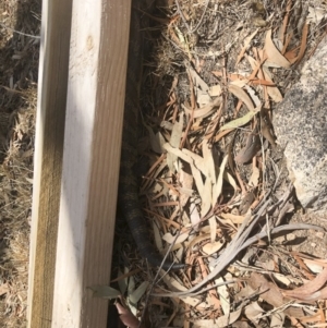 Tiliqua scincoides scincoides at Michelago, NSW - 23 Nov 2019