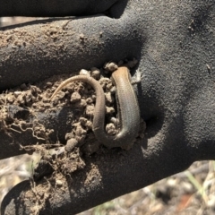 Lampropholis delicata (Delicate Skink) at Michelago, NSW - 10 Nov 2019 by Illilanga