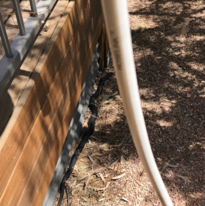 Pseudechis porphyriacus (Red-bellied Black Snake) at Illilanga & Baroona - 14 Nov 2019 by Illilanga