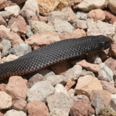 Pseudechis porphyriacus (Red-bellied Black Snake) at Michelago, NSW - 11 Dec 2019 by Illilanga