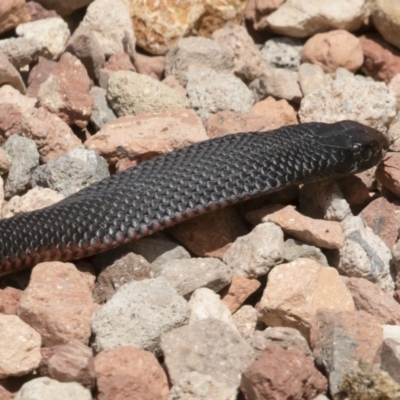 Pseudechis porphyriacus (Red-bellied Black Snake) at Michelago, NSW - 11 Dec 2019 by Illilanga
