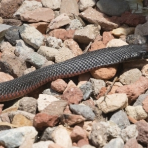 Pseudechis porphyriacus at Illilanga & Baroona - 11 Dec 2019