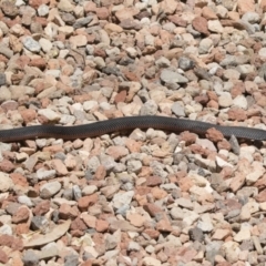 Pseudechis porphyriacus at Michelago, NSW - 11 Dec 2019