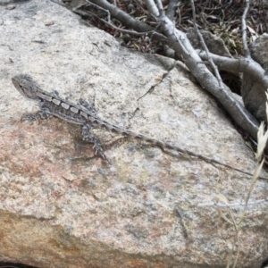 Amphibolurus muricatus at Illilanga & Baroona - 10 Dec 2019