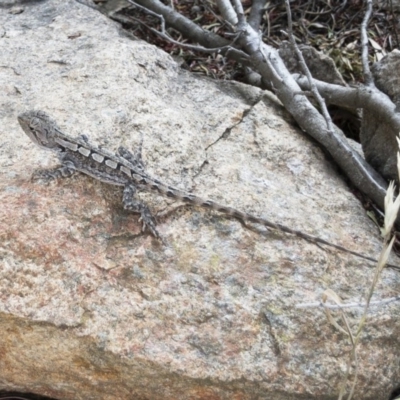 Amphibolurus muricatus (Jacky Lizard) at Michelago, NSW - 10 Dec 2019 by Illilanga