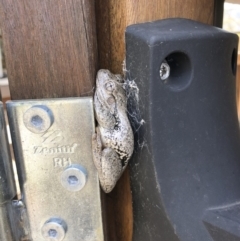 Litoria peronii at Illilanga & Baroona - 11 Nov 2019 04:01 PM