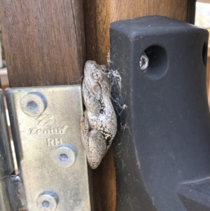 Litoria peronii at Michelago, NSW - 11 Nov 2019