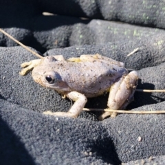 Litoria peronii (Peron's Tree Frog, Emerald Spotted Tree Frog) at Illilanga & Baroona - 28 Jul 2019 by Illilanga
