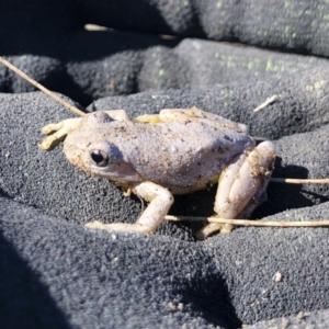 Litoria peronii at Illilanga & Baroona - 28 Jul 2019 11:23 AM