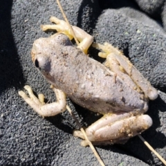 Litoria peronii at Illilanga & Baroona - 28 Jul 2019 11:23 AM