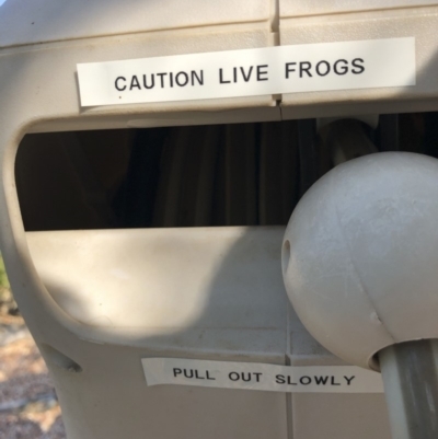 Litoria peronii (Peron's Tree Frog, Emerald Spotted Tree Frog) at Illilanga & Baroona - 28 Oct 2019 by Illilanga