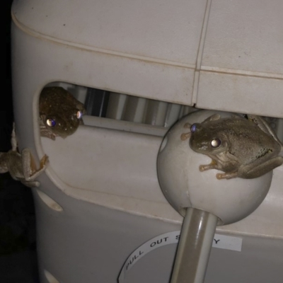 Litoria peronii (Peron's Tree Frog, Emerald Spotted Tree Frog) at Michelago, NSW - 9 Dec 2019 by Illilanga